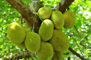 यह है दुनिया का सबसे बड़ा फल ! 54 किलो तक हो सकता है वजन, इसे सब्जी समझकर खा रहे लोग