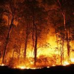 आपदा: बीते कुछ दिनों से उत्तराखंड में कुमाऊं के जंगलों में फैली आग ने विकराल रूप धारण कर लिया है।