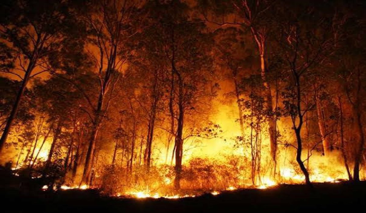 आपदा: बीते कुछ दिनों से उत्तराखंड में कुमाऊं के जंगलों में फैली आग ने विकराल रूप धारण कर लिया है।