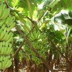 केले की G9 किस्म: बिहार के गुरारू के किसान ने पहली बार की केले की खेती, बंपर पैदावार ने स्थापित किए नए कीर्तिमान।