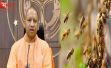 उत्तरप्रदेश में अब जानवरों और मधुमक्खियों के हमले भी माने जाएंगे राज्य आपदा, हमले में मृतक के परिवारीजनों को सरकार देगी मुआवजा।
